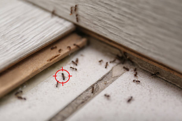 Best Flea Control Services  in Norfolk, NE